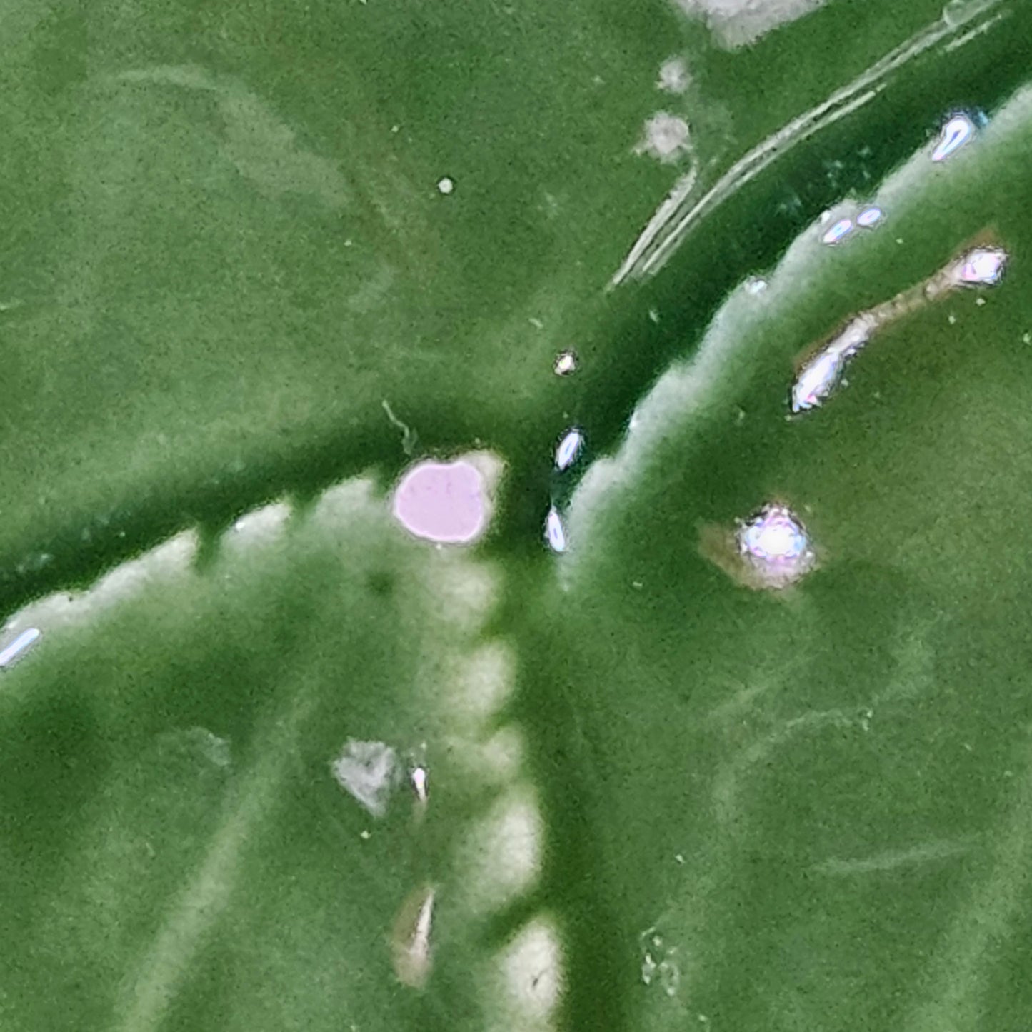 Vintage ceramic bowl, made in Italy, leaf pattern, 11.25 x 3.25 inches